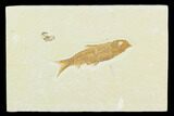 2" Fossil Fish (Knightia) - Green River Formation - #130320-1